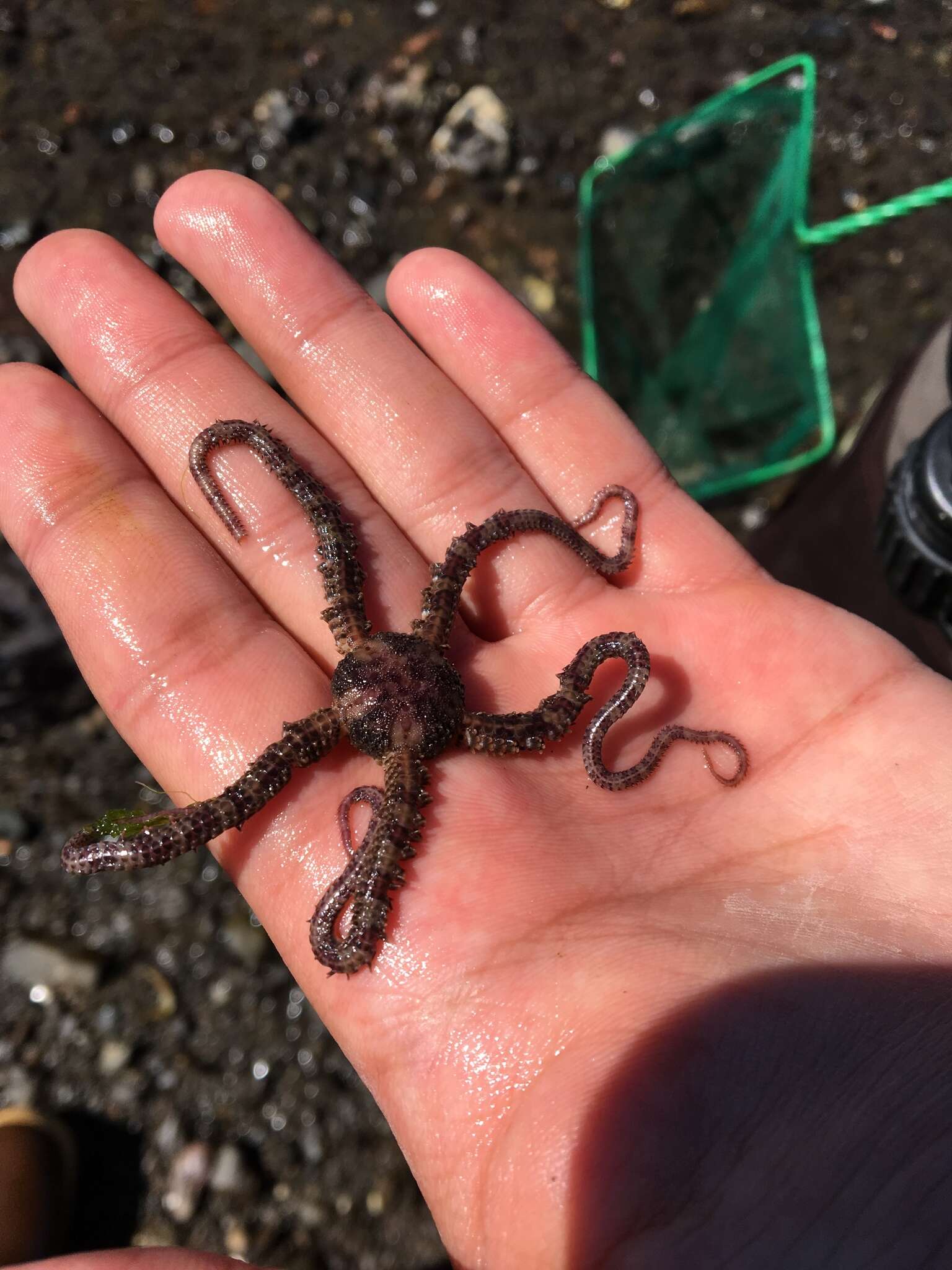 Image of Ophiopholidae O'Hara, Stöhr, Hugall, Thuy & Martynov 2018