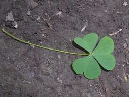 Image de Oxalis stricta