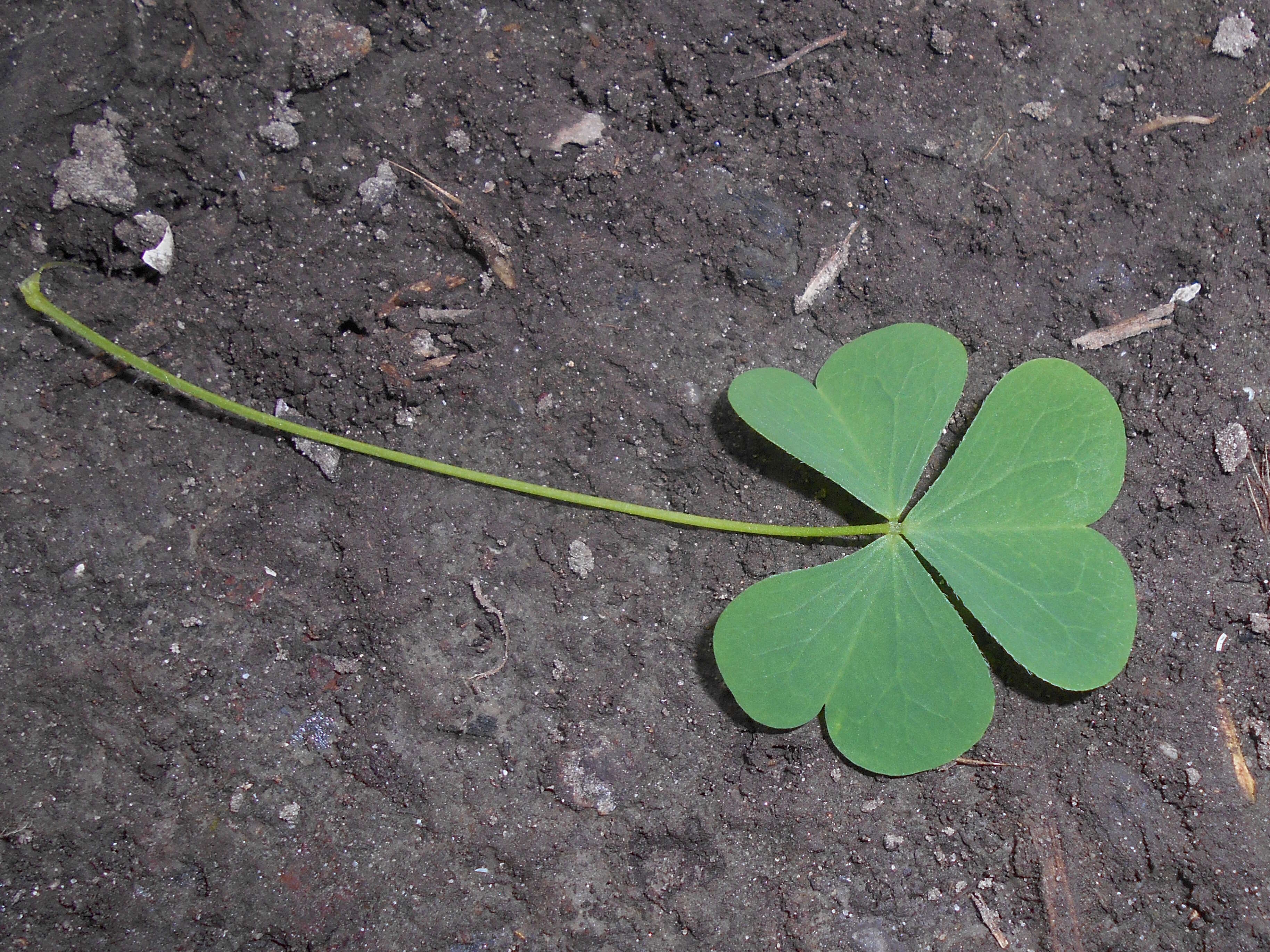 Imagem de Oxalis stricta