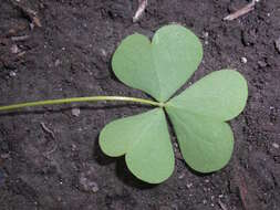 Imagem de Oxalis stricta