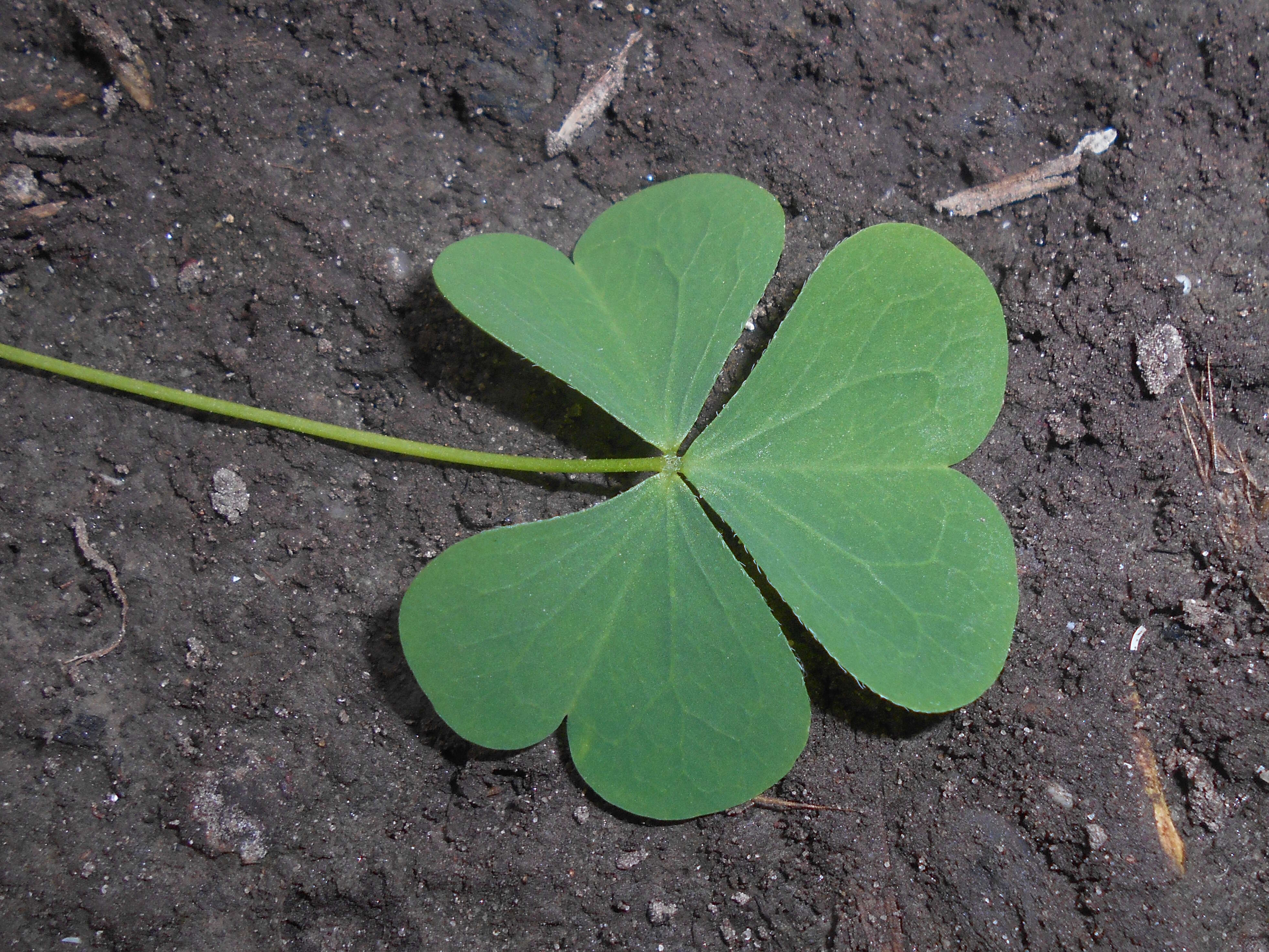 Image de Oxalis stricta