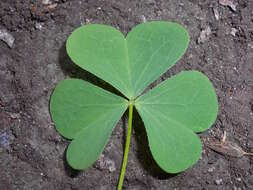 Imagem de Oxalis stricta