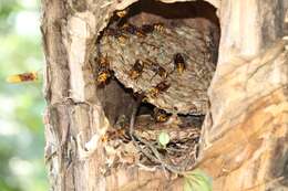 Image of Vespa crabro crabroniformis Smith 1852