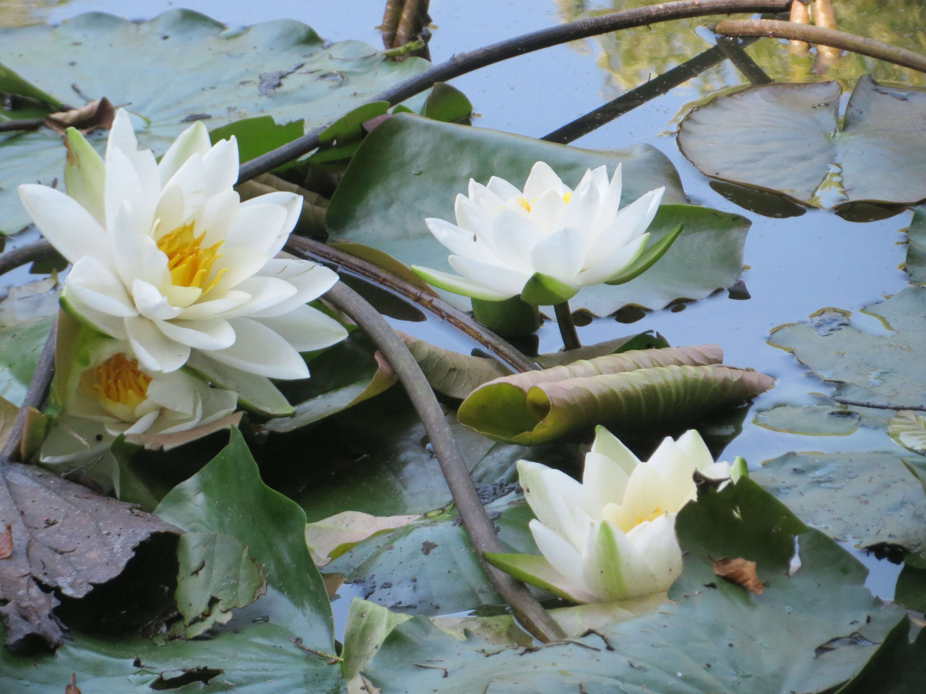 Image of European white waterlily