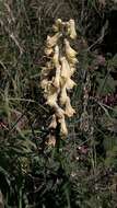 Imagem de Aconitum lycoctonum subsp. neapolitanum (Ten.) Nyman