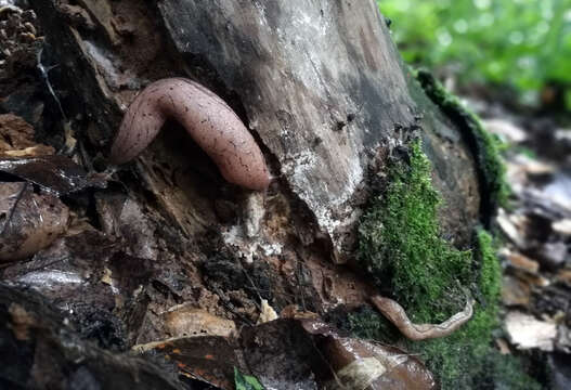 Image of Meghimatium rugosum (D.-N. Chen & Gao 1982)