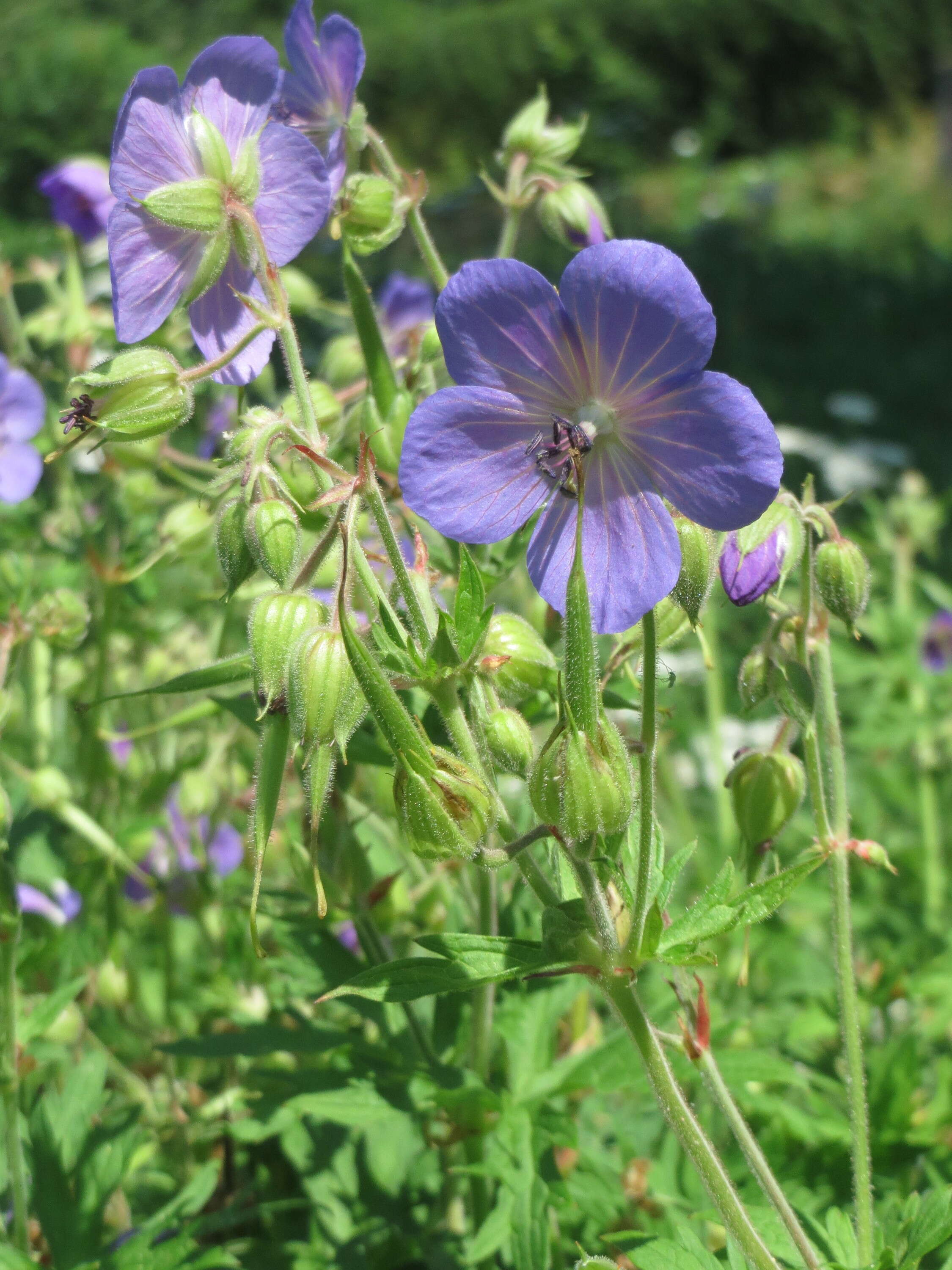 Image of Meadow Crane's-bill