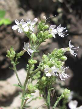 Image of Sticky Cheat Gily-Flower