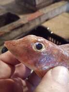 Image of East Atlantic Red Gurnard