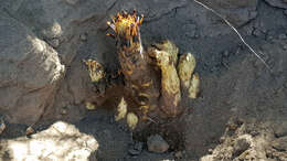 Image of desert broomrape