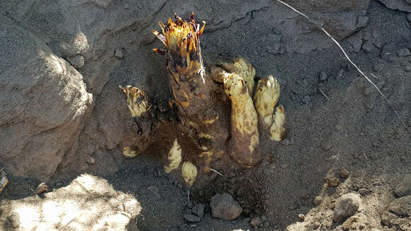 Image of desert broomrape