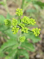 Image of wild parsnip