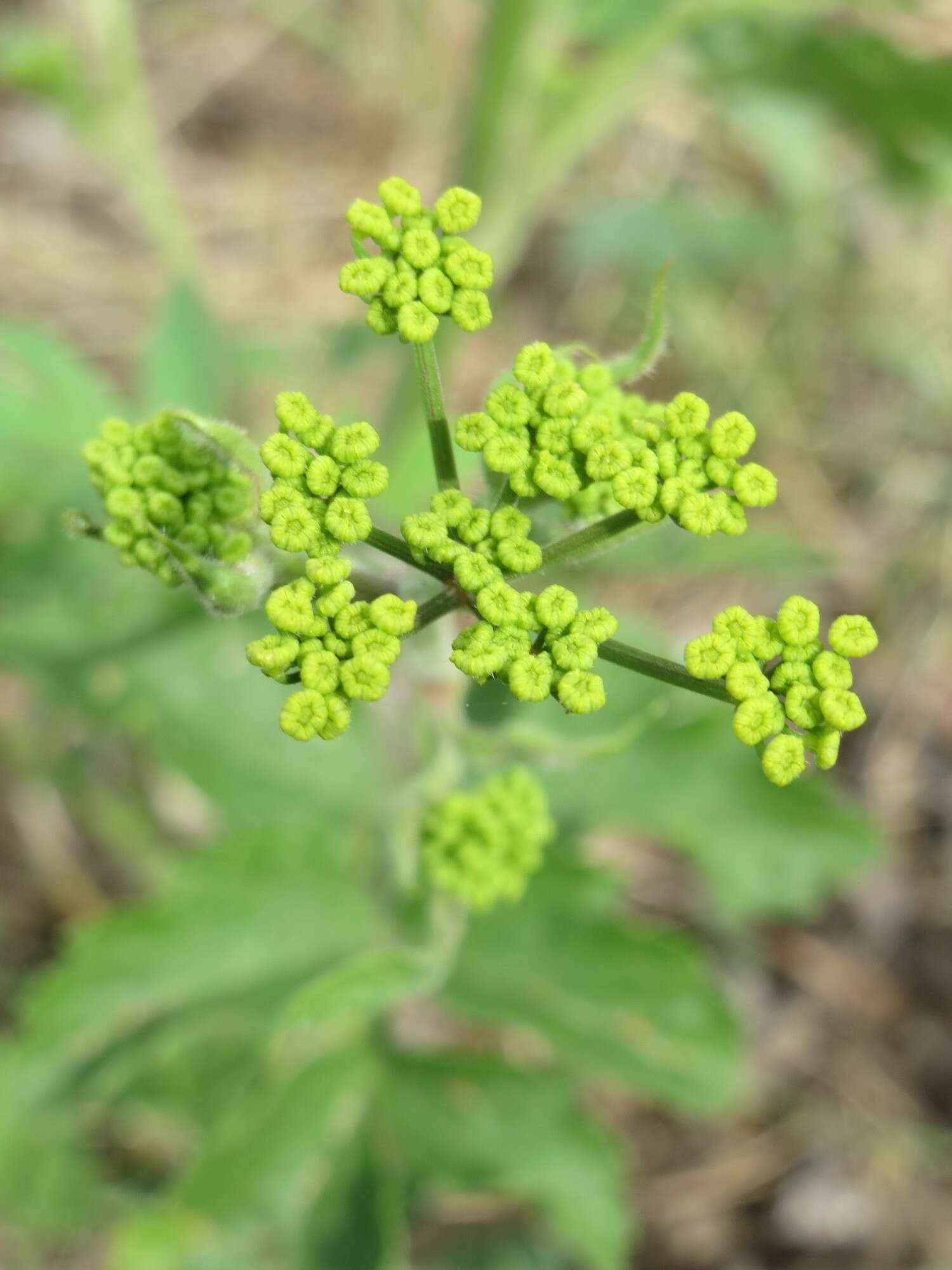 Image of wild parsnip