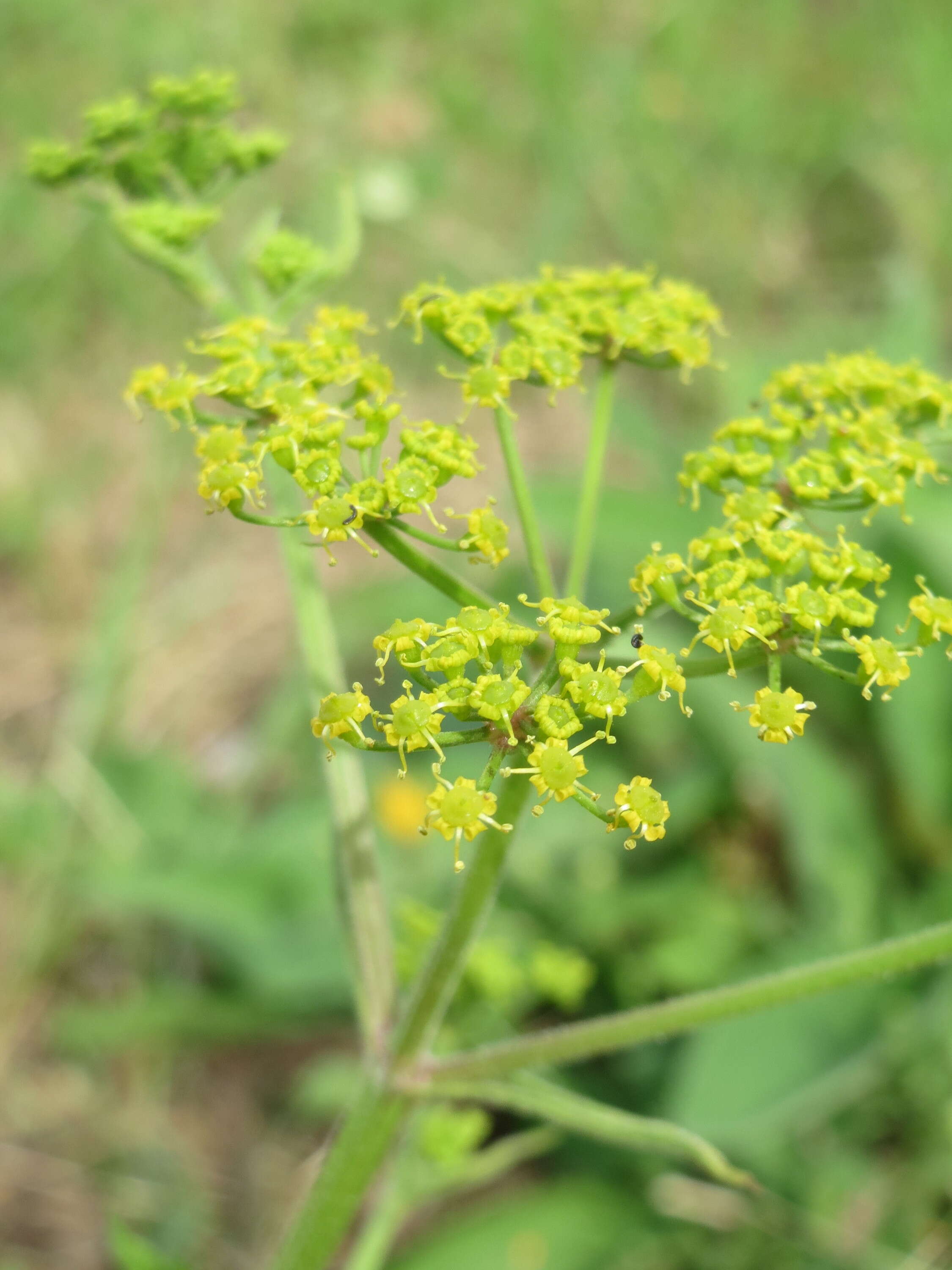 Image of wild parsnip