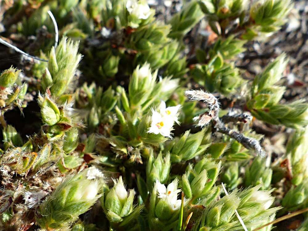 Image of Pimelea mesoa subsp. mesoa