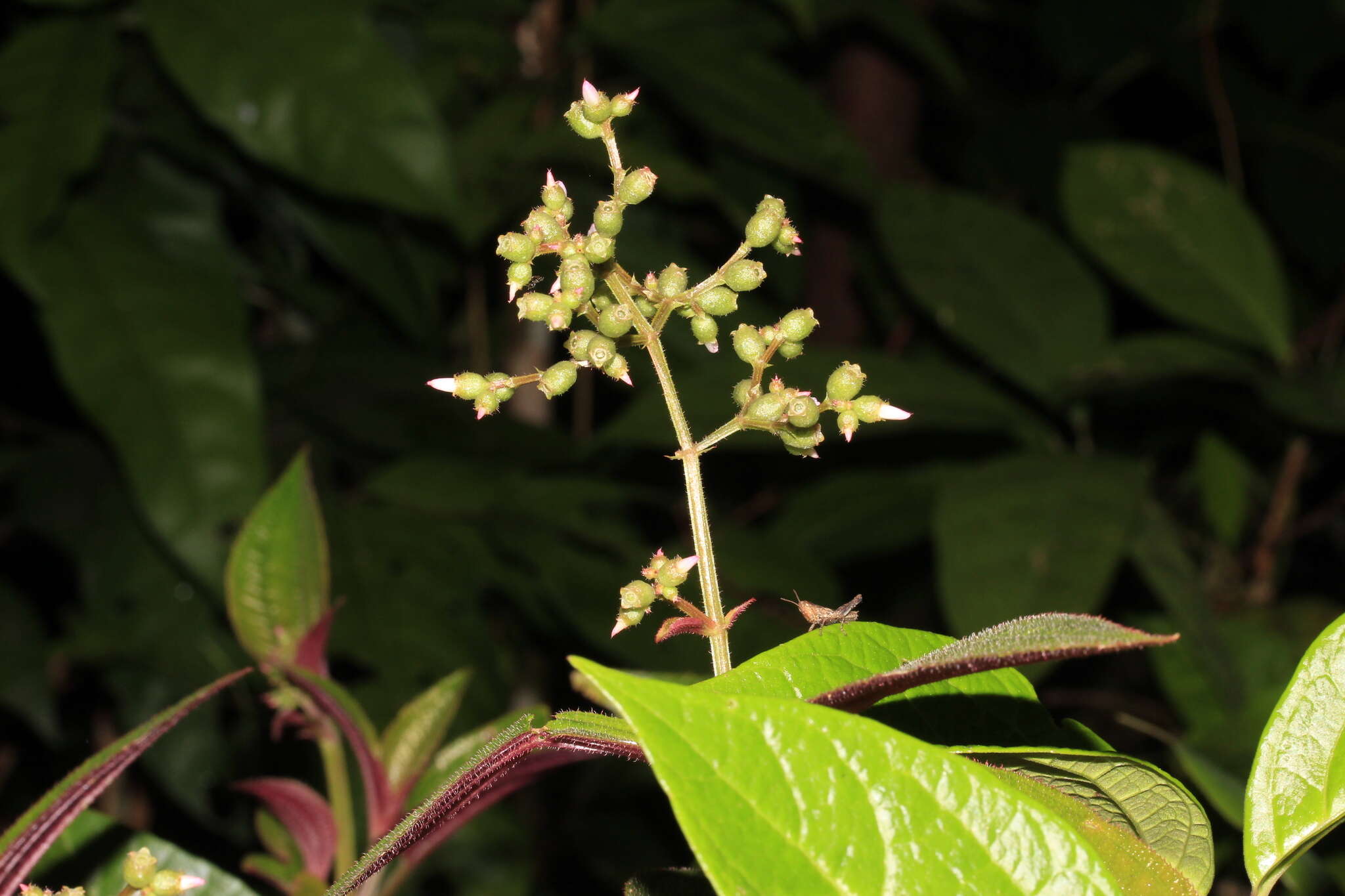 Image of Aciotis purpurascens (Aubl.) Triana