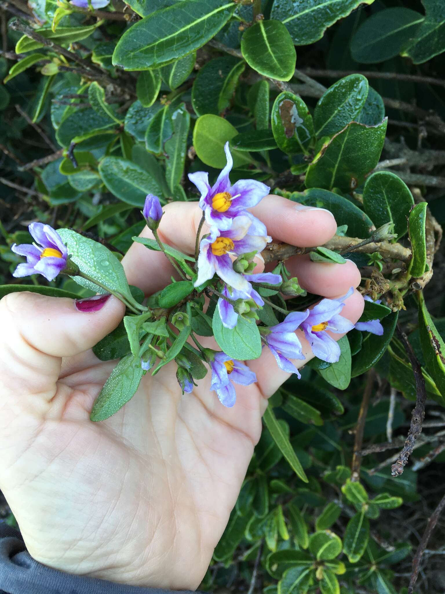 Image of Solanum guineense