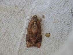 Image of red-barred tortrix