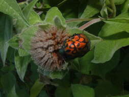 Image of Orsilochides variabilis (Herrich-Schaeffer 1837)