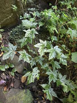 Image of Begonia oxyloba Welw. ex Hook. fil.