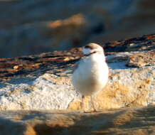 Sivun Charadrius marginatus mechowi (Cabanis 1884) kuva