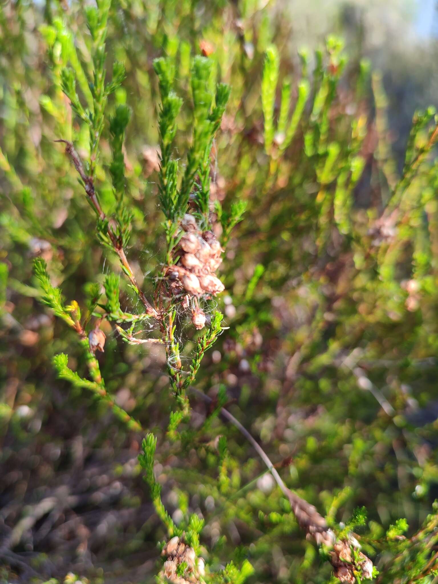 Imagem de Erica margaritacea