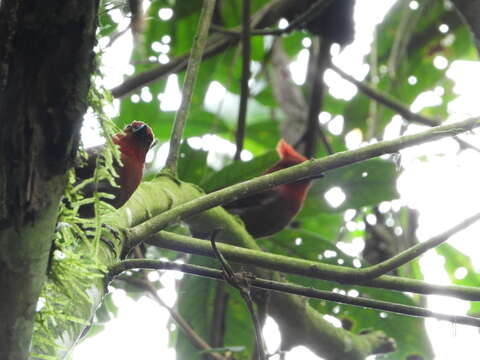 Image of Crested Ant Tanager