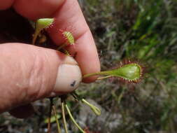 Image of Drosera collinsiae Brown ex Burtt Davy