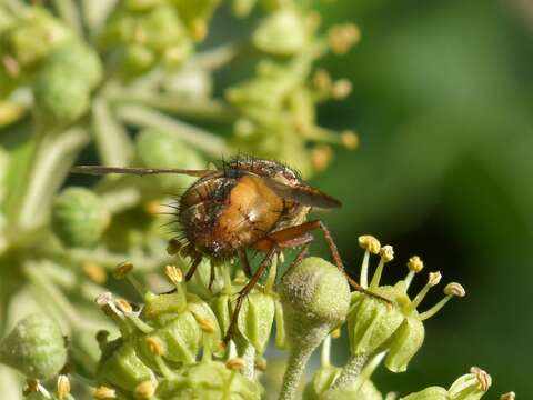 Image de Tachina fera (Linnaeus 1761)