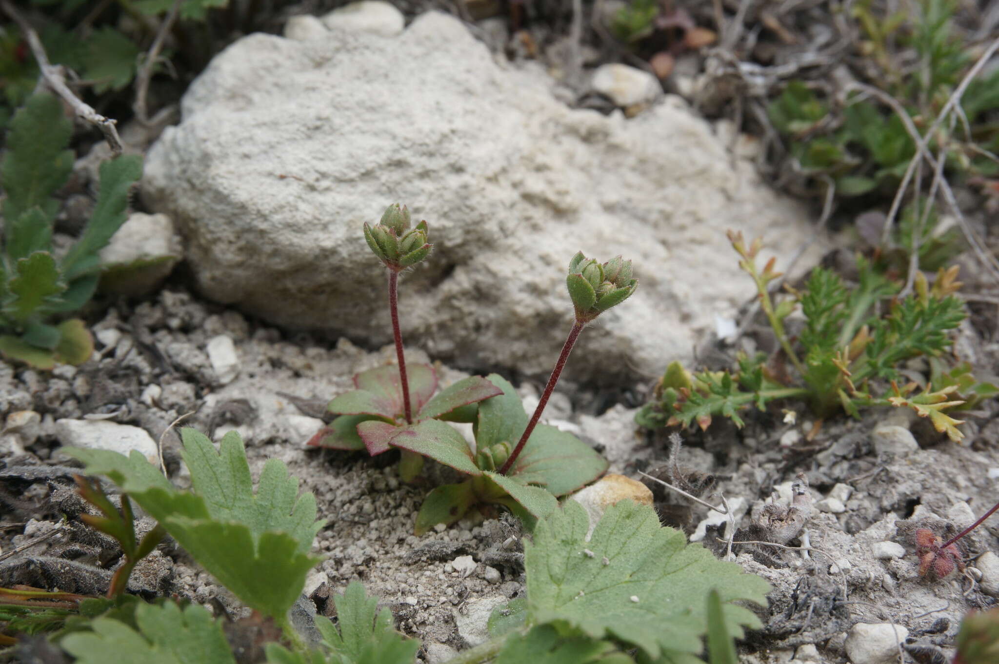 Image of greater rockjasmine