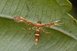 Deuterocopus planeta Meyrick 1908 resmi