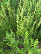 Image of seacoast marsh elder