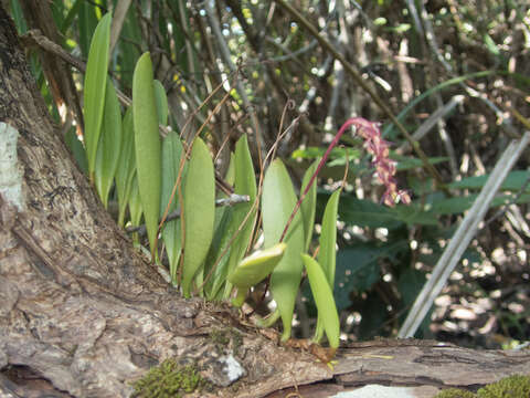 Image of Bulbophyllum alcicorne C. S. P. Parish & Rchb. fil.