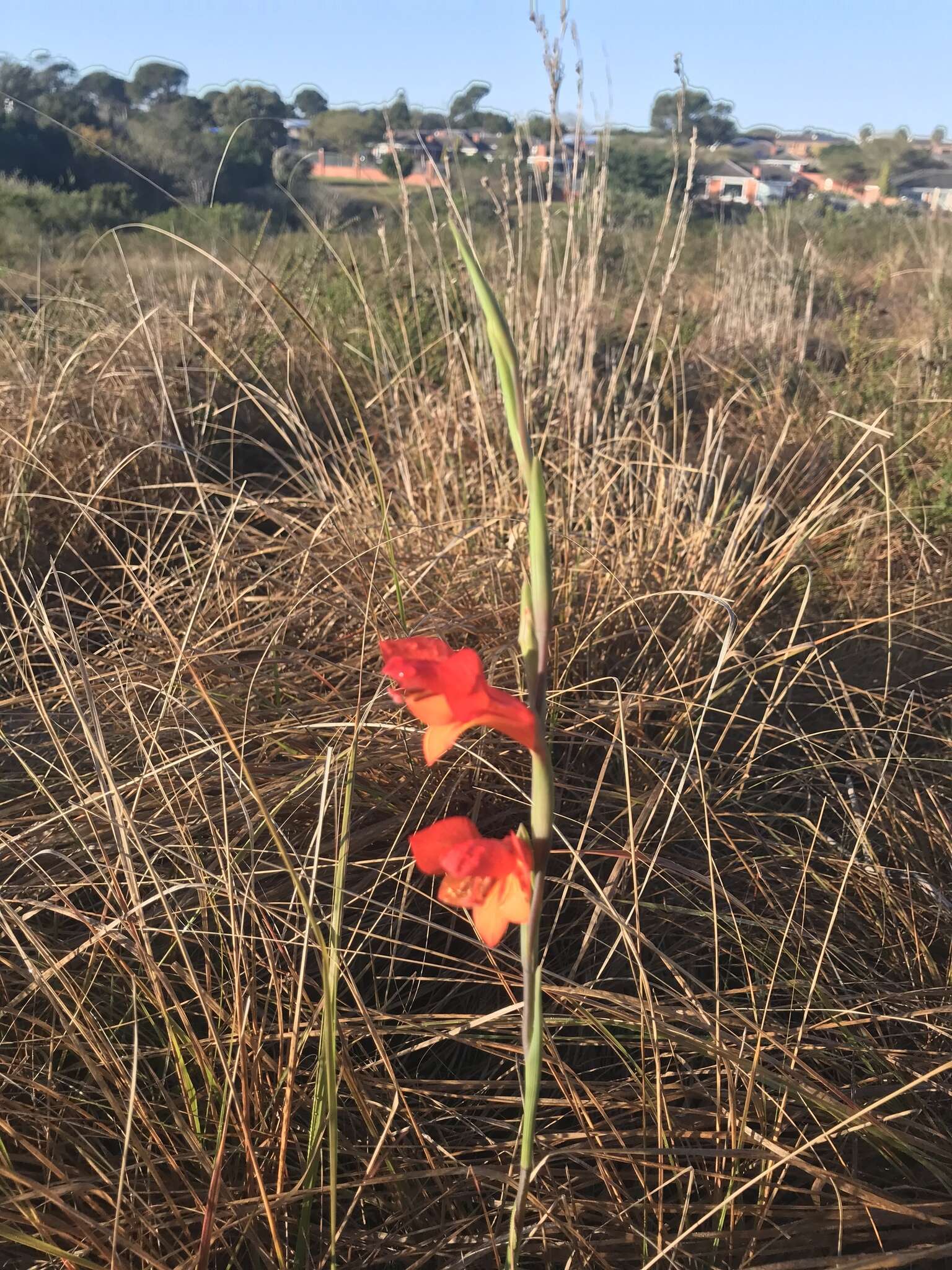 Imagem de Gladiolus huttonii (N. E. Br.) Goldblatt & M. P. de Vos