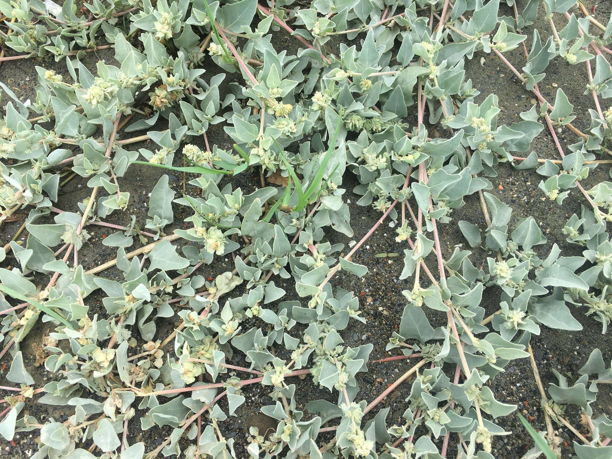 Image of Maximowicz's saltbush