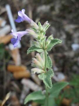 Image of raceme catnip