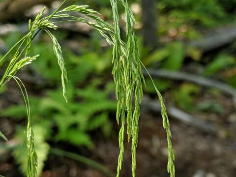 Imagem de Cinna latifolia (Trevir.) Griseb.