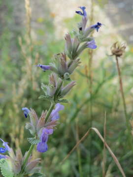 Image of raceme catnip