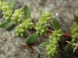 Image of hairy rupture-wort