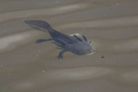 Ambystoma tigrinum (Green 1825) resmi