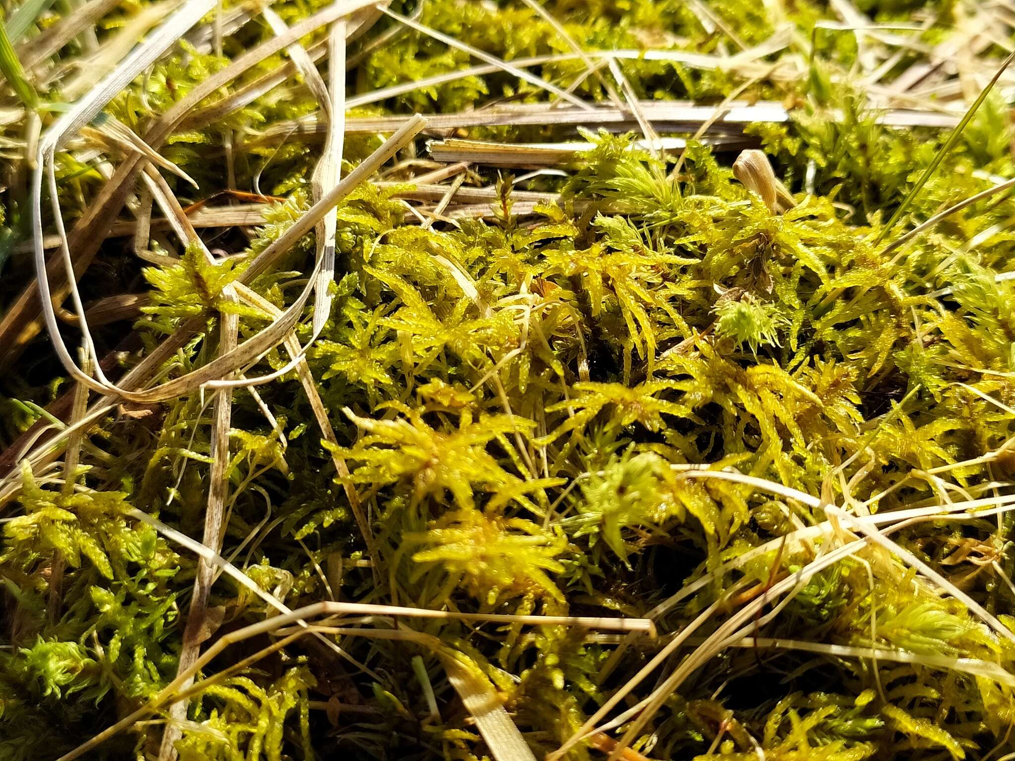 Image of helodium moss