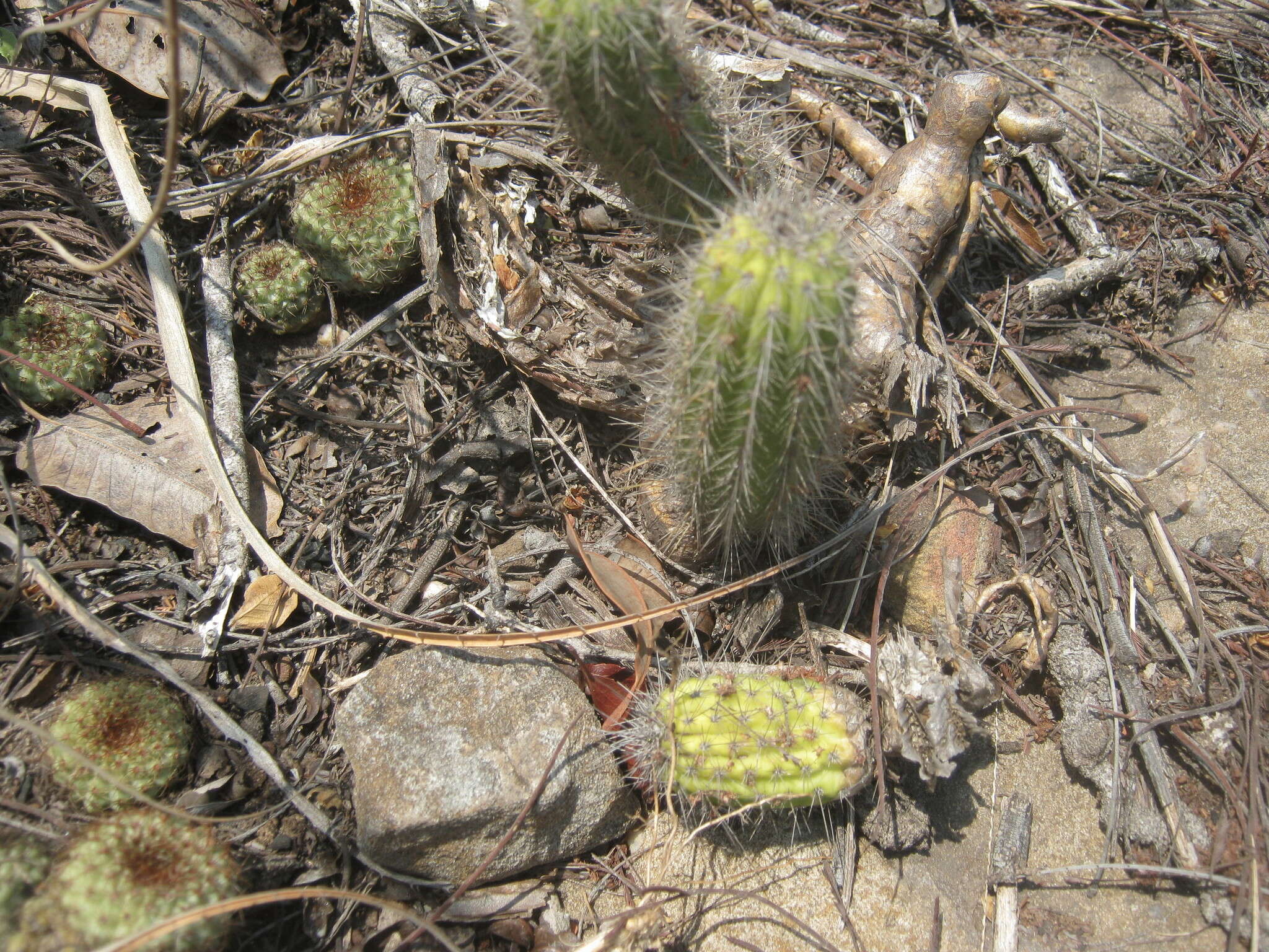 Image of Frailea chiquitana Cárdenas