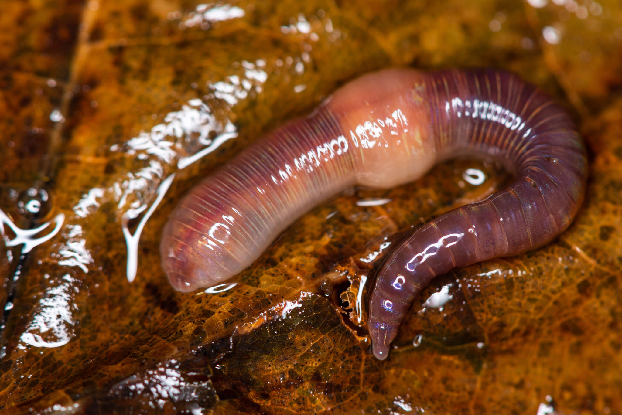 Image of red earthworm