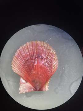 Image of Iceland scallop