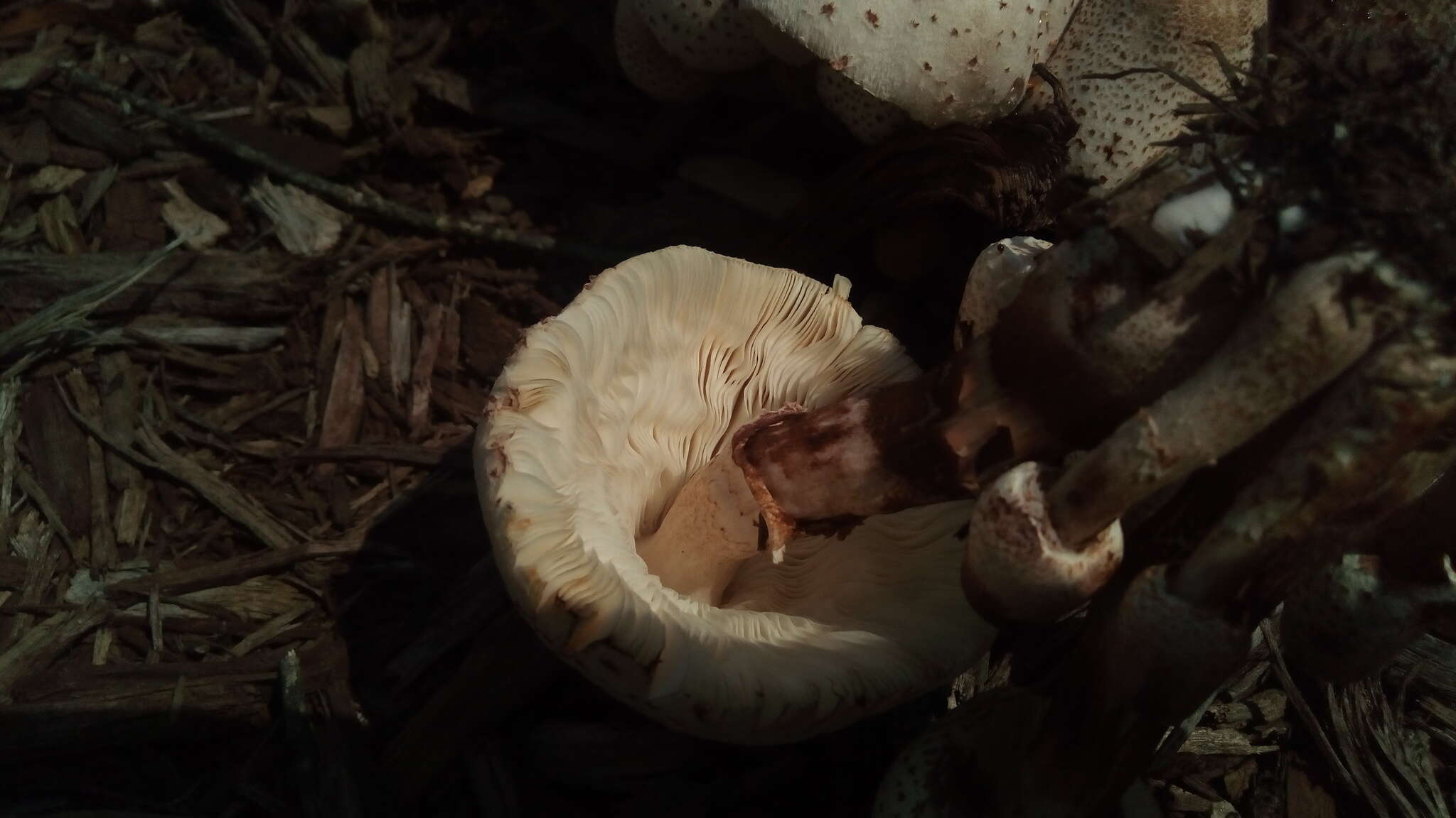 Image of Leucoagaricus americanus (Peck) Vellinga 2000