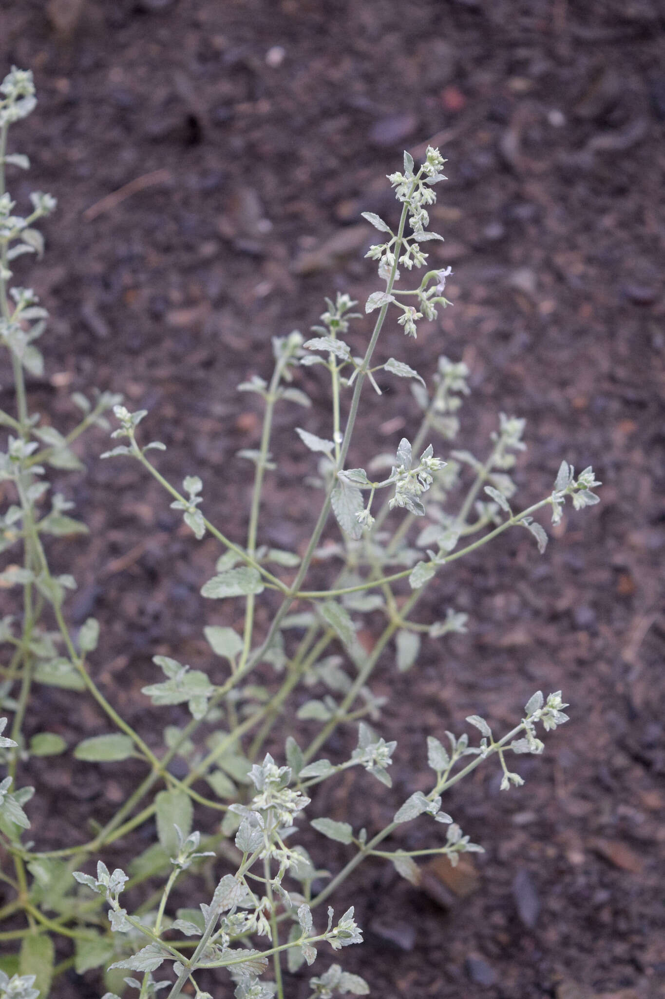 Image of Nepeta cyanea subsp. biebersteiniana (Trautv.) A. L. Budantsev