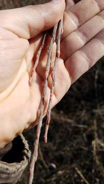 Image of Willow Pinecone Gall Midge