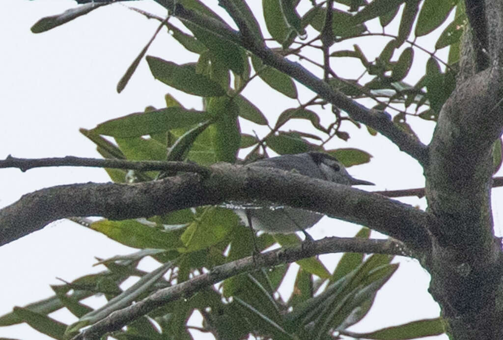 Image of White-browed Gnatcatcher