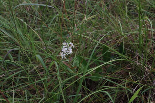 Image of Trachyandra saltii (Baker) Oberm.