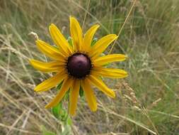 Image of coneflower